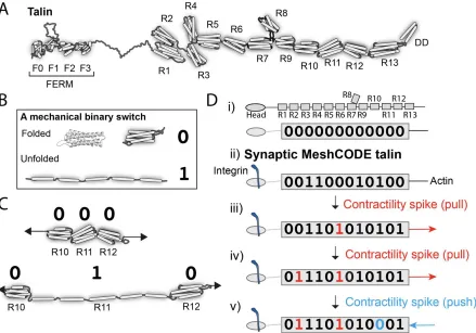 Figure 2. Talin as a memory molecule. A) Talin is comprised of an N-terminal FERM domain that binds to integrin, connected to 13 talin rod domains R1-R13 (Goult et al., 2013)