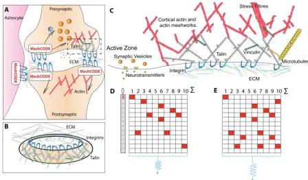 Figure 3. The MeshCODE. A) Schematic diagram of a tripartite synaptic junction. The integrin adhesion complexes and MeshCODEs in the presynaptic, postsynaptic and astrocyte are shown