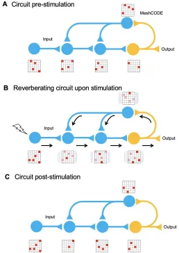 Figure 4. MeshCODE updating. Cartoon of a simplified neural circuit comprised of an input neuron, inputting into a 3 neuron circuit (blue) wired up to an output neuron (orange)