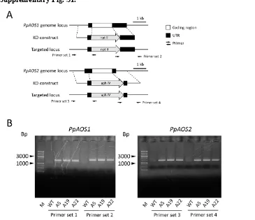 Fig. S1. Disruption of PpAOS1 and PpAOS2 genes in P. patens. A, Genomic structures of PpAOS1 and PpAOS2 in the wild-type and targeted PpAOS1 and PpAOS2 knock-out mutants (A5, A19, and A22)