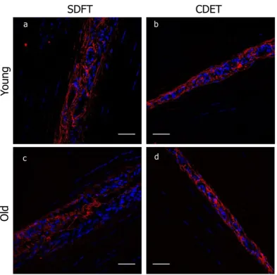 Figure 3. Representative confocal images showing elastin (red) organisation in young and old SDFT and CDET