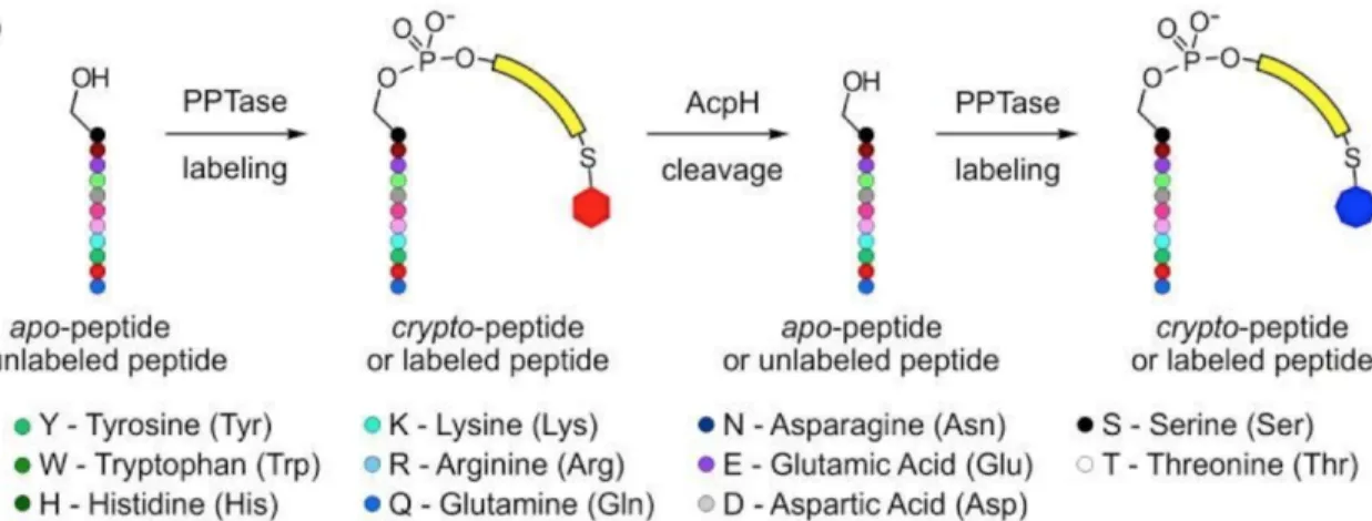 Figure 3.1: Illustration of the reversible labeling process: PPTase modifies the peptide at a specific Serine residue by addition of a fluorescent molecule, i.e., the labeling process; then AcpH removes this modification, i.e., the unlabeling process.
