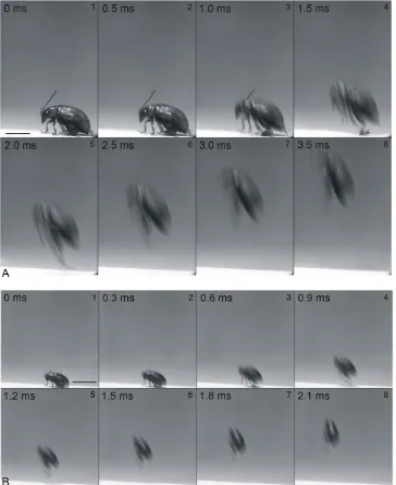 Table 1. Kinematic parameters of jumping in flea beetles