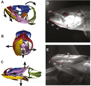 Fig. 1. The species modeled in robot development, thelargemouth bass (skeletal units of the cranium with left lower jaw, suspensoriumand opercular apparatus removed