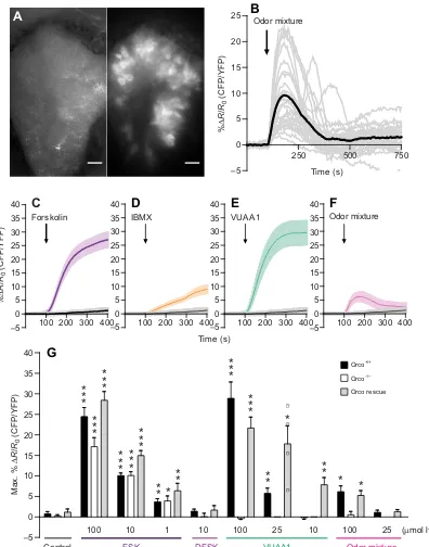 Fig. 1. Stimulation of the olfactory receptor complex induces cAMP production in Drosophila melanogastermeans±s.e.m