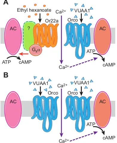 Fig. 3. Model of cAMP production induced by olfactory receptor (OR)stimulation inVUAA1 may induce the production of cAMP only through an increase ofintracellular Ca D