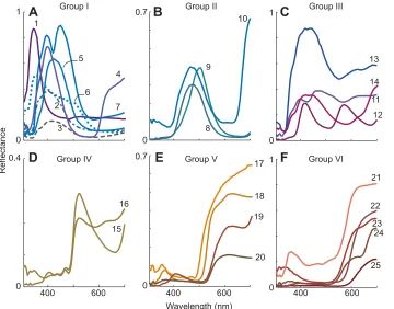 Fig. 3. Fish reflectance spectra. Twenty-fiveThis classification is a convenient way to groupthe colours according to their reflectancespectra, as opposed to photoreceptorexcitations and it is interesting to note how theycluster and shift in the fish colou