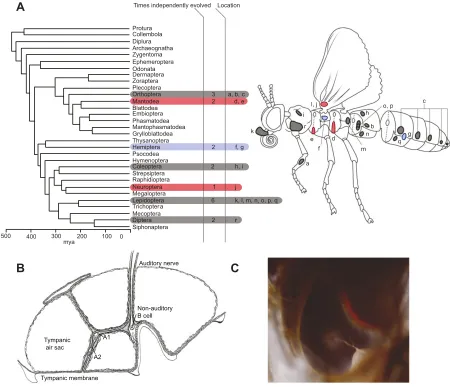 Fig. 2. Distribution of ears across insects and moth ear structure. (A) A generalized insect and an insect phylogeny indicating where ears, if present, arelocated on the body in different orders and how many times ears have evolved independently in each of