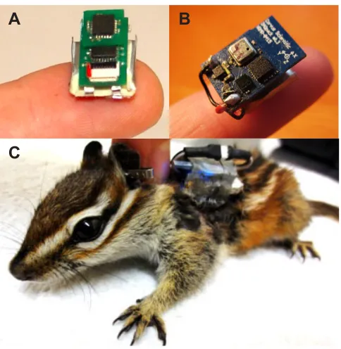 Fig. 3. Transmitting and logging accelerometers. (A) Transmittingaccelerometer used in captive studies