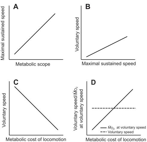 Fig. 1. Hypotheses tested in this study regarding differences in maximalsustained speed, voluntary speed and metabolic cost of locomotion ofindividual fish