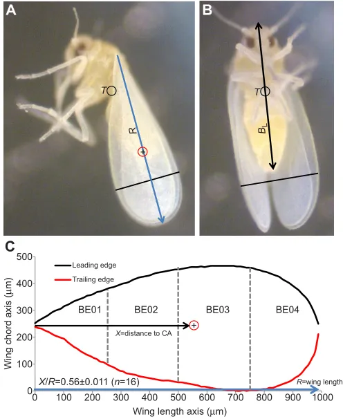 Fig. 2. The take-off sequence. (A) Definition of the wing supination ((C) Timing of the various phases in the take-off sequence as measured in thedemonstrating how different supination angles change the projected area ofthe wings onto a frontal plane