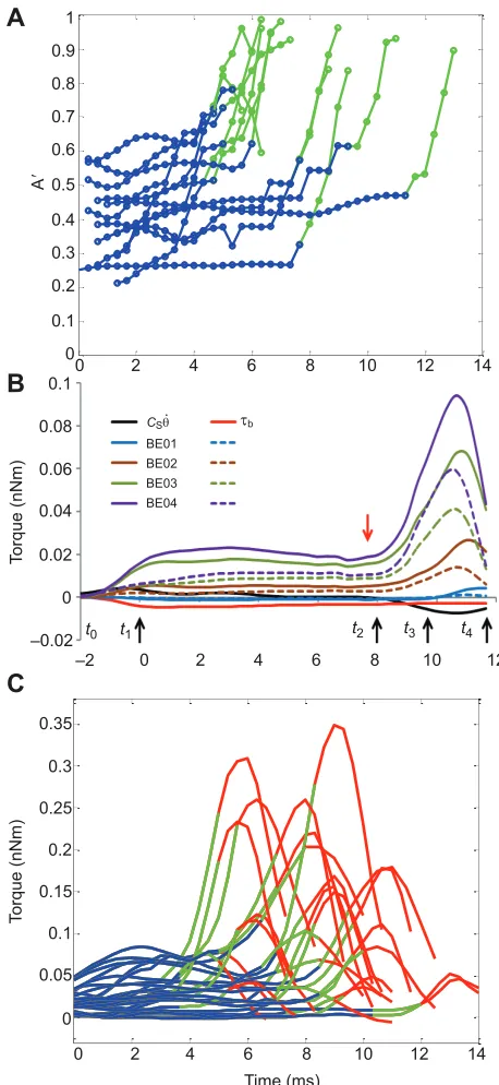 Fig. 6. Aerodynamic torque estimates from the model. (A) Change inprojected wing area (A′) during the ballistic (blue) and supination (green) phases.Each curve represents a single take-off jump for which the supination angle couldbe measured in the movies 