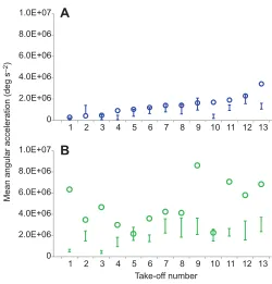Fig. 7. Mean angular acceleration about the pitch axis in whiteflies duringjumping. (A) Ballistic phase