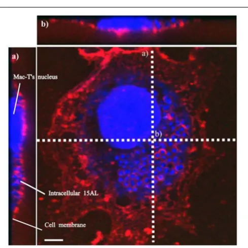 FIGURE 2 | Staphylococcus aureus invasion in Mac-T cells. Colony forming units (cfu) of S