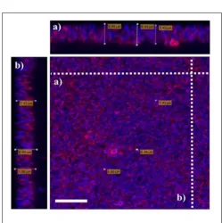 FIGURE 7 | Bioﬁlms’ mass of three S. aureus strains measured by crystalviolet staining