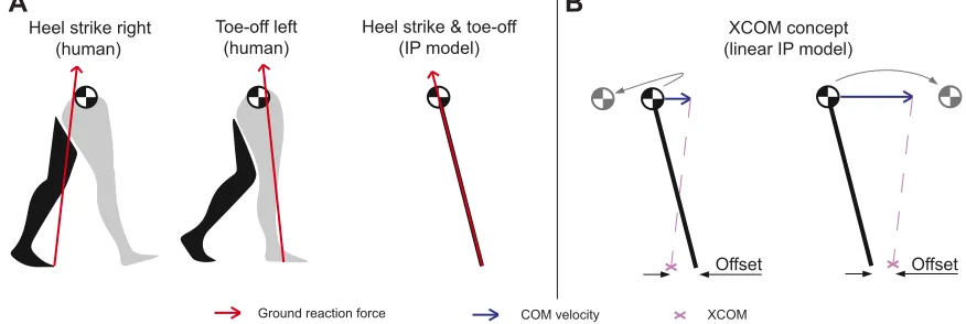 Fig. 1. Schematic overview of concepts in human and inverted pendulum (IP) model walking