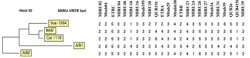 Fig. 3. Phylogenetic relationship and 24 MIRU-VNTR loci set variability of M. bovis isolated from cattle and wildlife.