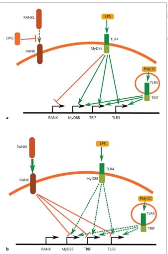 Fig. 11. signalling and RANK signalling.    tion of TLR4 suppresses the expression of the RANK receptor and increases the ex-pression of TLR3 and the adaptor proteins MyD88 and TRIF