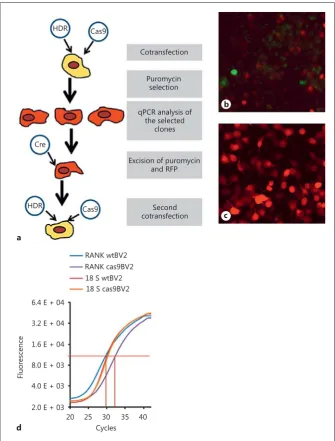 Fig. 7. cell line.   Generation of RANK knockout BV2 a Schematic representation of the process of generation of the homo-knock-