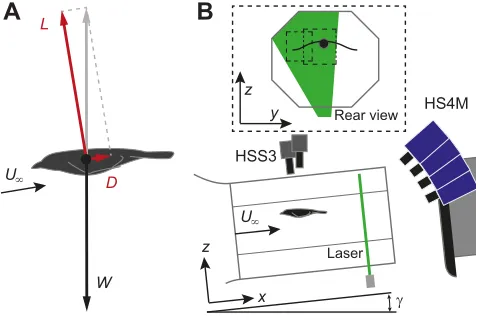 Fig. 1. Schematic representation of the wind tunnel setup for measuringglide performance.sum of lift (A) Force balance on a bird in steady glide