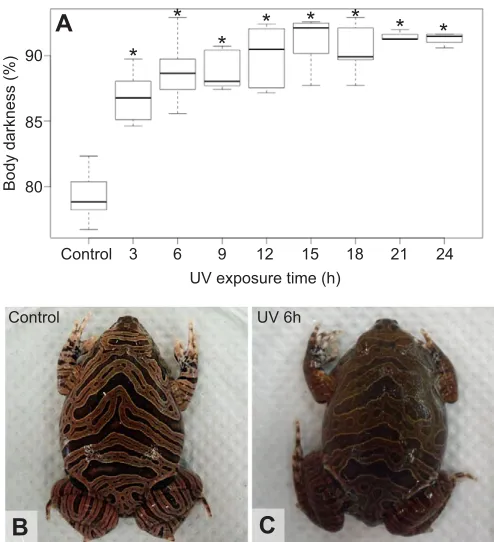 Fig. 1. UVR exposure increases body darkness of Physalaemus nattererisamples for each group