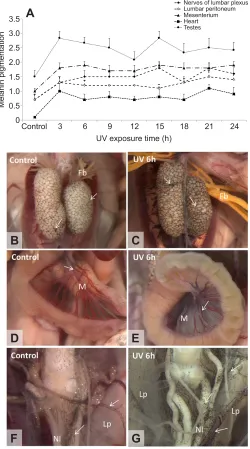 Fig. 2. UVR exposure increases visceral melanin pigmentation in P.nattereri.pigmentation in testes surfaces (arrows in B,C), mesenterium (arrows in D,E),nervous lumbar plexus and lumbar parietal peritoneum (arrows in F,G)