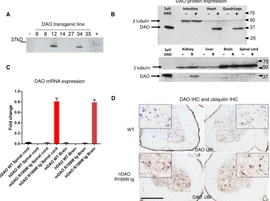 Fig 1. Transgene expression in two mouse lines (A), regional tissue expression of DAO protein (B) and mRNA (C) in DAOR199W transgenic miceand immunohistochemical localisation of DAO and ubiquitin in DAOR199W Transgenic mice (D)