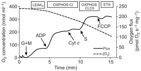 Fig. 1. Representative trace of O2(10 µmol lpermeabilized cardiac muscle cells in Pekin duck.(10 mmol l concentration and O2 flux from G, glutamate−1); M, malate (2 mmol l−1); ADP (5 mmol l−1); Cyt c, cytochrome c−1); S, succinate (10 mmol l−1); FCCP, carb