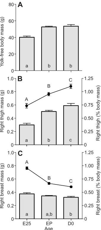 Fig. 5. Developmental trajectory of thigh and breast skeletal muscle fromlate embryonic stage through day 0 post-hatching in Pekin duck.within the first 24 h of hatching (D0;significantly different at (A) Yolk-free body mass (g), (B) right thigh skeletal m