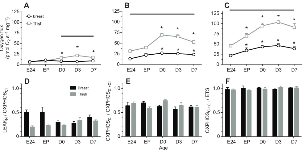 Fig. 6. Developmental changes in mitochondria oxygen flux from permeabilized Pekin duck thigh and breast skeletal muscle