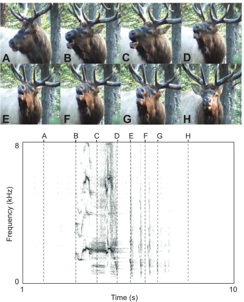 Fig. 1. Gestures during bugle production in an adult male wapiti (top) andcorresponding spectrogram (bottom).from one video clip of a rutting Rocky Mountain wapiti (nelsoniconsisted of one bugle offollowed by three (fourth indicated) short successivecorres