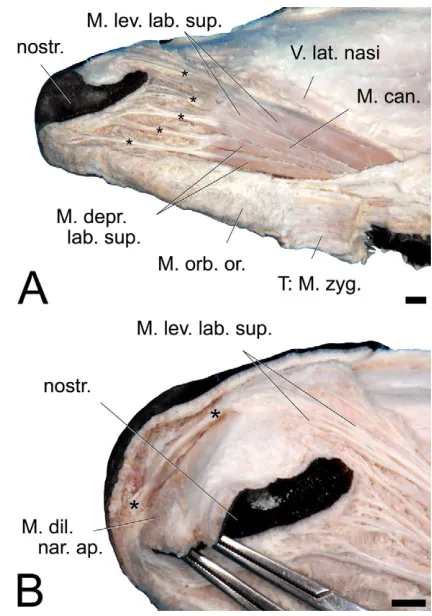 Fig. 5. Small muscles acting on the nostril and upper lip of an adult malewapiti. These muscles are decisively involved in producing the flehmengesture and in the similar movements of the upper lip and nostrils duringproduction of a bugle