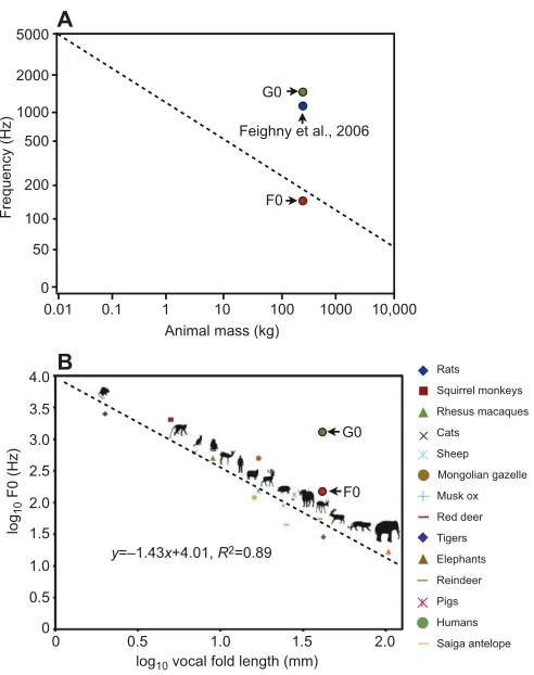 Fig. 6. Average F0 and G0 of male wapiti vocalisations. Data are shown inthe context of co-variation of F0 and (A) body mass or (B) vocal fold lengthacross terrestrial mammals.