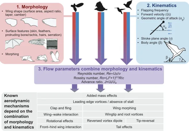 Fig. 7. Gaps in our understanding of aerodynamic mechanisms across insects and vertebrates