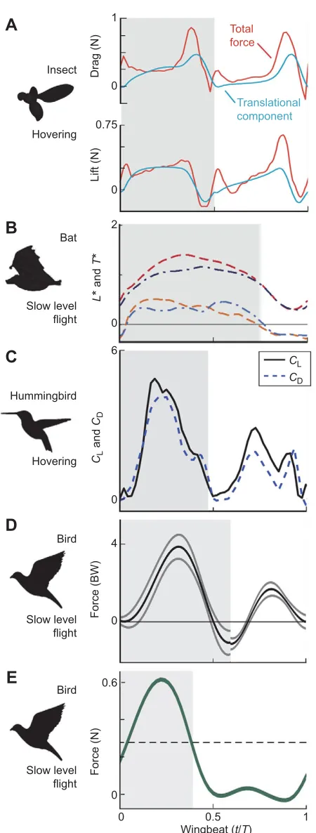 Fig. 5. How flapping wing force within a wingbeat compares amonginsects, birds and bats.downstroke