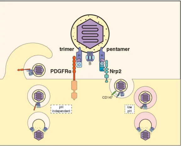 FIGURE 1.  Receptors for HCMV gH/gL complexes.  The trimeric gH/gL/gO complex interacts with PDGFR to drive a pH-independent mode of entry that involves macropinocytosis