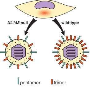 FIGURE 2.  Regulation of alternative gH/gL complexes by UL148.   UL148, a viral endoplasmic reticulum (ER)-resident glycoprotein, promotes high level expression of the trimer during infection (UL148+) by stabilizing gO within the endoplasmic reticulum, res