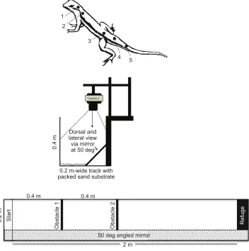 Fig. 1. Schematic diagram of the pointsdigitized and the raceway. (A) Anatomicallandmarks digitized: (1) head (posterior tothe pineal eye), (2) shoulder girdle, (3) hip (tipof the ilium), (4) base of the tail and (5) 40% ofthe tail length from its base
