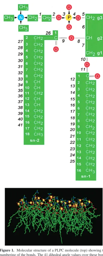 Figure 1. Molecular structure of a PLPC molecule (top) showing the numbering of the bonds