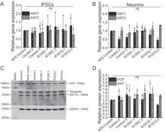 Figure 3. Quantification ofcropped Western blotting and ANT1/2 gene expression in iPSC (A) and iPSC-derived neurons (B) by qPCR