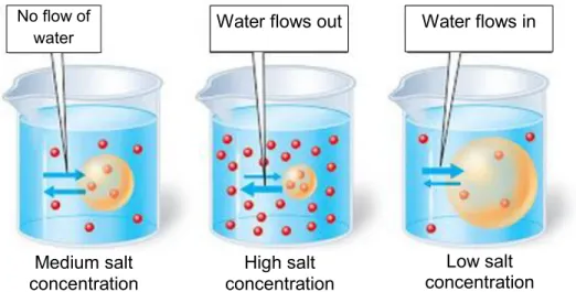 Figure 4.1: Example of models the learners had to build  (Adapted from Google images)