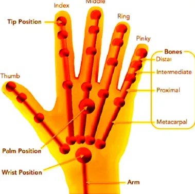 Figure 3. Positional data available from Leap Motion. 