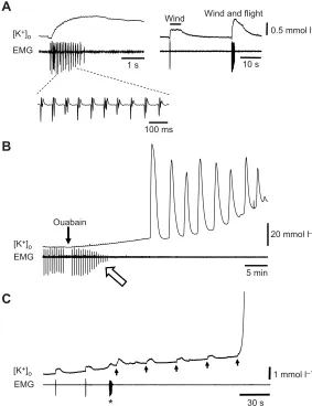 Fig. 1. K+ activity in response to wind stimulation, flightactivity and ouabain exposure