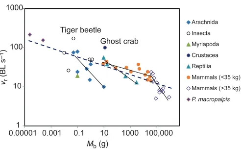 Fig. 7. Relative speed (vthe field as a function of body mass (r) of adult and juvenile P