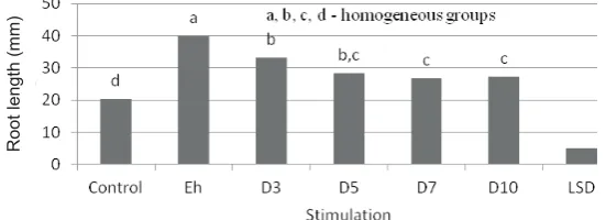 Fig. 1. Effect of stimulation of sugar beet seeds on the root length (mm).
