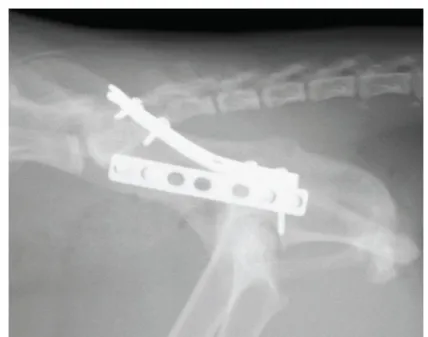 Figure 4: Orthogonal double plated feline ilial fracture, allowed 4 bicortical screws to 