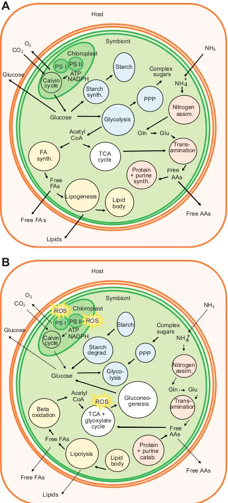 Fig. 6. Simplified summary of the major metabolic pathways in thesymbiont under functional photosynthetic conditions and potentialdinoflagellate symbiont during photosynthetic conditions and functionalsymbiosis and (B) potential modifications during therma
