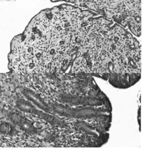 Figure 4. The mean (±standard error of the mean) level of protein (left) and mRNA (fg/μg of RNA) (right) expression for the ovarian LHR and FSHR in cats that were either prepubertal OVH (n = 6) or implanted with deslorelin (n = 6) at the age of 3 months fo