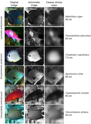 Fig. 6. Approximating client fish perception by cleanershrimp. The three columns are the original image (left), anachromatic image created by isolating the green colourchannel from the original image (middle), and simulatedperception by a cleaner shrimp fr