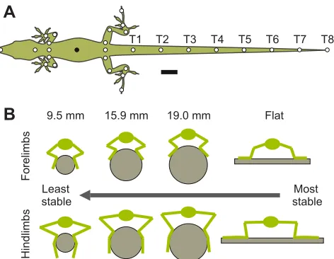 Fig. 1. Experimental set-up for this study. (A) Marking scheme highlighting29 reflective markers attached to an intact lizard